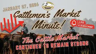 Cattlemen's Market Minute 1/27/26 - Lakeland, FL