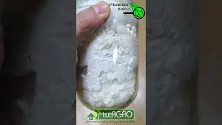 Целое состояние просто на подоконнике! Эти дорогие грибы растут прямо... в банке!