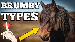Brumby Types: Do You Know Their Epic Conquest of Australia #brumbies #mustang #horse