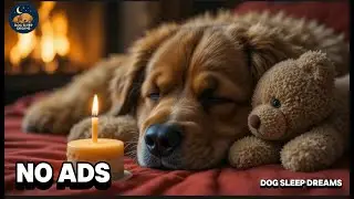 12 Hours of Music for Dogs 🐶 Anti-Separation Anxiety Relief | Deep Sleep & Calm 💖 No Ads