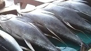 LIVE ! Big Yellowfin Tuna Cutting Technique ⚡