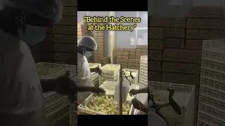 &laquo;За кулисами инкубатория&raquo; #видео #смешно #любовь #вылупление