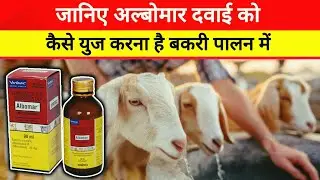बकरियों के पेट के कीड़े कैसे मारें ? | The Ultimate Albomar Deworming Strategy