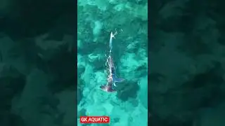 very unique shark fish 🔥🔥