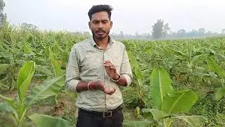#how to use paddy straw for mulching#पराली का क्या करे by Dr. Rahul Verma 6394255800