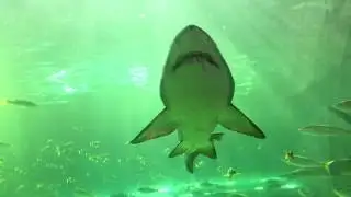Free stock footage (HD)  - Shark Underwater