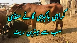 Karachi Bakhri Cow Mandi latest update