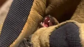 Ozarks family vaccinated for rabies after bat found inside home; others outside of it