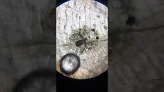 Fish Parasite. Argulus close up.