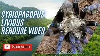 the cobalt blue cyriopagopus lividus / h.lividum #tarantula rehouse & care