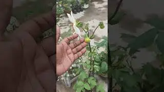How to grow healthy winter plants? (one little info) #flowers #winterflower #viral #viralshort #tips