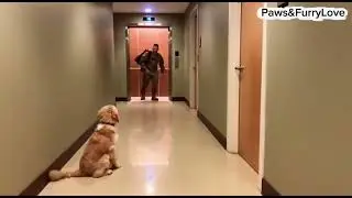 Emotional & Heartwarming Moments Dogs Reunite with Dads ❤️🥰🐕