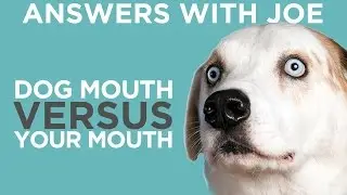 Is a Dog's Mouth Cleaner Than A Human Mouth?