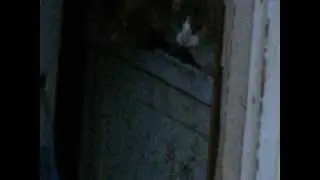 Corner  Brook cats