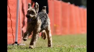 Iona's Fun Run at Fayetteville Kennel Club on May 11th 2024