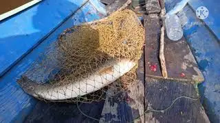 Srike Monster krandang