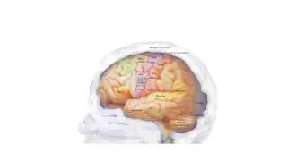 brain slides