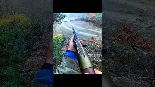 Лицом к лицу с кабаном | Лучшее закрытие#chasse #wildboar #hunting #cinghiale #shots