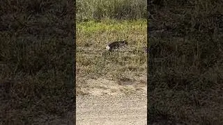 Huge eastern diamondback on Turner River Rd in Big Cypress