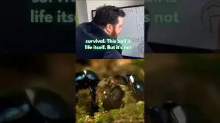 Dung Beetle the Poop Boss💩 #insects #insect #shorts