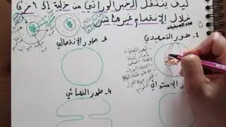 درس الخبر الوراثي :2 كيفية نقله عبر الانقسام الغير مباشر #SVT #PC #bac #نبقاو_فالدار #خليك_في_البيت