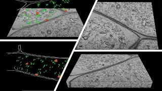 Three-Dimension Reconstruction: A Close-Up of a Tobacco Cell Wall Fragment