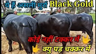 7 Star 🌟 Super Murrah Buffalo Show Quality Dry Catagory Ready For Compitition #murrah #buffalo