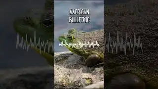 Michigan Frog Sounds  #michigan