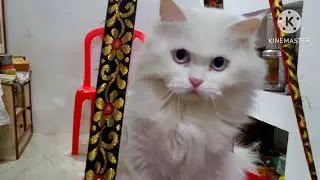 Cutie Lilly #ytvideo #cat 