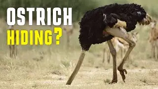 Debunking Ostrich Myth: Do They Really Stick Their Heads in Sand? 🦩🌍