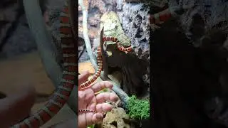 lampropeltis pyromelana / AZ Sonoran mountain kingsnake juvenile