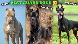 TOP 5 BEST GUARD DOG 🤔