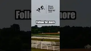 Calm and Chaos in the Barn | Just Another Day With Horses