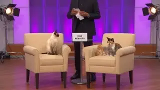 The DNA Results Are In&hellip; and the Cats Are NOT Ready 🧬🐱 