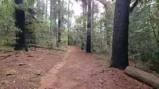 Walking in Newlands Forest