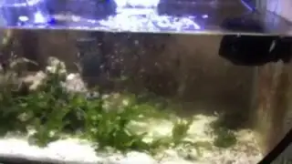 Clownfish Breeder Recovering from Outbreak. Experimental Ocelleras Hybrid Pairing Progress Update.
