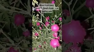 A moth pollinating flowers after dark | The garden at night | Nocturnal pollinators