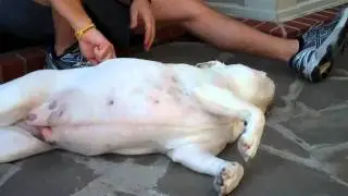 bulldog grooming