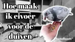 | Hoe ik eivoer maak/geef aan de postduiven |
