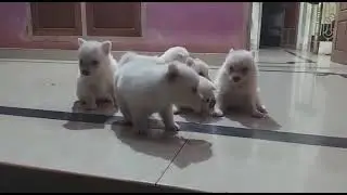 pomoranian Dog Puppy Sale in chennai🥰🥰 call8610010231 #dogsforsaleinchennai #labpuppy #dalmatiandog