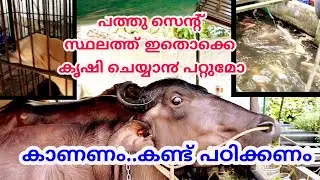 10 സെന്റ് സ്ഥലത്ത് ഇതൊക്കെ  കൃഷി ചെയ്യാ൯ പറ്റുമോ|10 cents of land and this many types of farming!