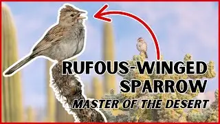 Rufous-Winged Sparrow: The Desert Songbird You&rsquo;ve Never Noticed!