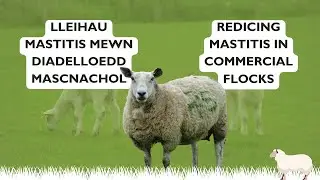 Lleihau Mastitis mewn Diadelloedd Defaid Masnachol | Reducing Mastitis in Commercial Sheep Flocks