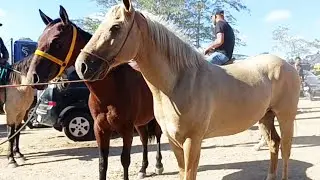 Feira de cavalo de Caruaru, cavalo de Campo e cavalo mangalarga #cavalo 