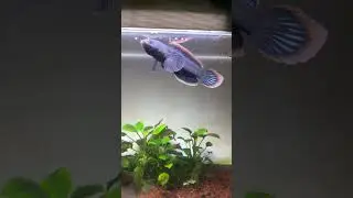 Channa Limbata Highfin