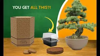 Unboxing the Pronto Seed Bonsai Tree Kit | Grow Your Own Jerusalem Pine Bonsai