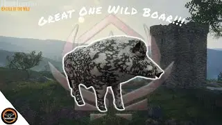 Hunting A MAX WEIGHT Great One Boar!
