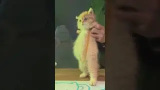 fat cat jumping techno #pets #dogandcatfriends #funny #cats #catlover #technomusic #vibes