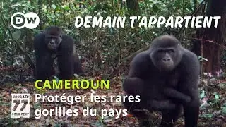 Protéger les rares gorilles du Cameroun contre les braconniers, un défi dans la forêt d'Ebo