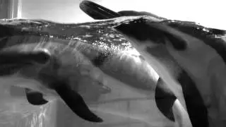 The Dolphin Project